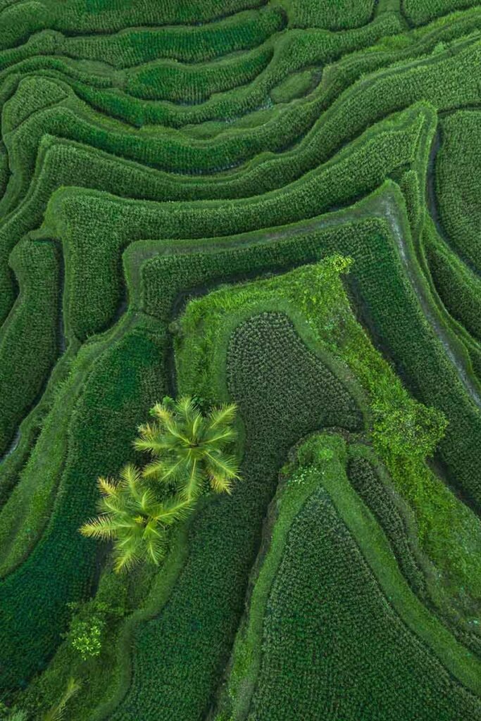 aerial view of tegallalang bali rice terraces abs 2021 09 01 15 15 15 utc.jpg